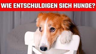 6 Wege, wie Hunde "Entschuldigung" sagen! (Das wird dich überraschen)