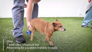 Chihuahua Mix is Paralyzed in the Back Legs || IVDD Recovery