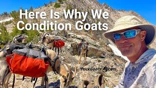 What Happens When You Don't Condition Your Goats