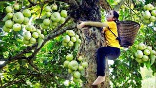 Easily harvest wild fruits to sell at the market | Processing wild fruits | Minh Daily Harvesting