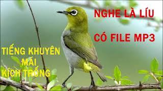 Tiếng Khuyên Mái Kích Trống Cực Hiệu Quả - Kích Chim Trống Nhanh Líu - Nghe Là Líu