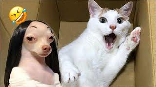 Latest Funny Dog And Cat Videos Of The Week -Best Funny Animal Videos 2024