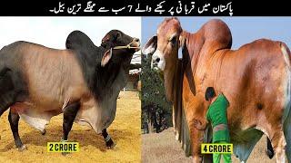 7 Most Expensive And Biggest Bulls in Pakistan | TOP X TV