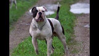 Bouledogue américain: tout savoir sur cette race de chien (American Bulldog) [VF]