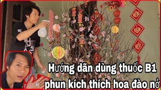 Hướng dẫn dùng thuốc B1 phun kích thích hoa đào nở vào đúng dịp tết