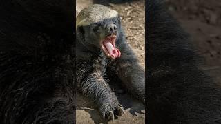 Honey Badgers: Fearless Warriors of the Wild #badgers #wildlife #nature #animals #fearless