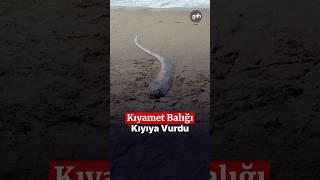 Kıyamet balığı kıyıya vurdu