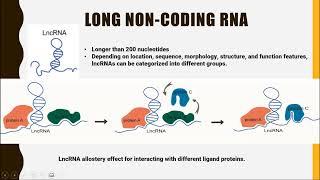 Long Noncoding RNA (lncRNA)