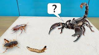 Who will the scorpion attack? Cricket, cockroach or zophobas?