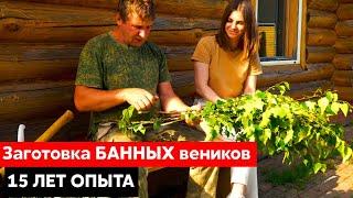 Заготовка БАННЫХ веников || 15 лет ОПЫТА