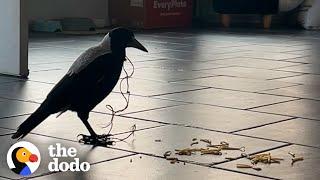 Magpie Asks Couple For Help | The Dodo