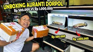 UNBOXING AURANTI DORPOL Rp 500.000 VS Rp 1.000.000? BAGUSAN MANA?