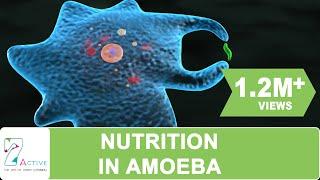 NUTRITION IN AMOEBA