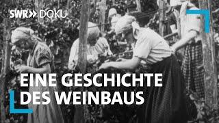 Harte Handarbeit: Weinbau zwischen Maschinen & Mythos  | SWR Doku