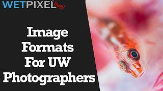 An Essential Guide to Image Formats for Underwater Photographers