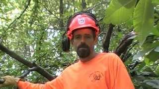 jimwardwhitetailacademy.com - The Live Brush Pile