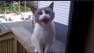 FUNNY CAT ASKS TO OPEN THE DOOR