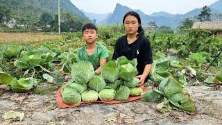 The Orphan Boy and the Mute Girl, Harvest cabbage in the forest to sell l Forest life