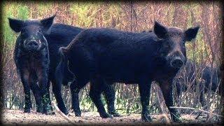 Dangerous Invaders 17 - Wild Pig Invasion - Dangerous Animals