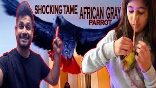 TAME AFRICAN GRAY PARROT | PET SERIES EPISODE 1 WITH JAVERIA PLAYZ | Azlan Shah