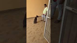 Doberman Food Guarding Training - How To Stop Food Aggression