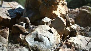 Rock Hyrax Bath