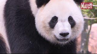 La vie de Huan Huan, Panda star à Beauval