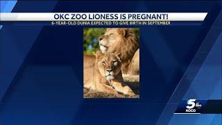 African lioness at Oklahoma City Zoo is pregnant