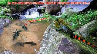 MENEMUKAN NAGA HUTAN SAAT MANCING CHANNA LIMBATA DISUNGAI INI || Spot Mancing Ikan Channa Limbata