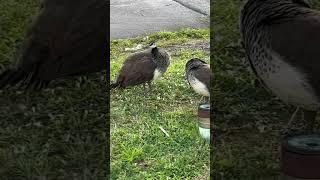 Peacock in the city - Fort Lauderdale