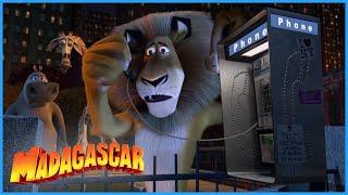 DreamWorks Madagascar | Marty's Escape | Madagascar Movie Clip