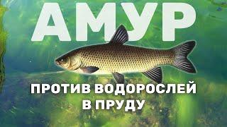 Белый амур. Запуск травоядной рыбы в пруд для борьбы с нитевидными водорослями