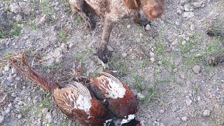 охота на фазана в узбекистане кирговул ови