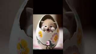 Cat cute #cat #cute #viralvideo