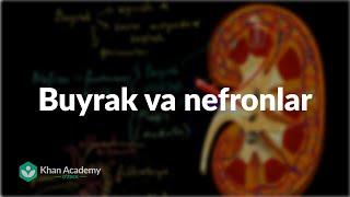 Buyrak va nefronlar | Odam biologiyasi | Biologiya