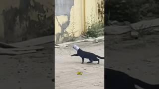 Kucing malang dengan wajah terjebak kaleng️