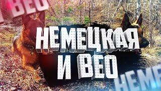 Немецкая и ВЕО Лучшие собаки среди овчарок или На прогулке в период заразы