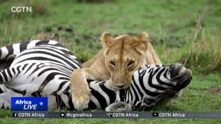 King of the jungle draws tourists to Kenya's game parks