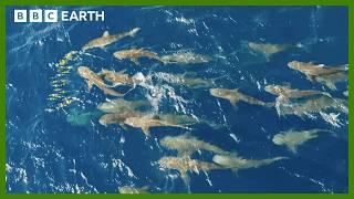 Mob of Sharks Ruthlessly Hunt Fish | Asia | BBC Earth