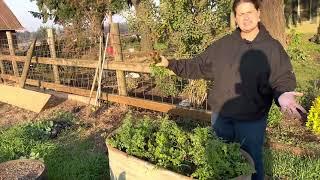 Raised Garden Beds, Mid October