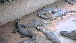 Feeding a live chicken to crocodiles in Cambodia