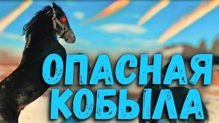 Обучение самой опасной кобылы. Один день asuadu) В следующем видео зарубимся с Муаедом.