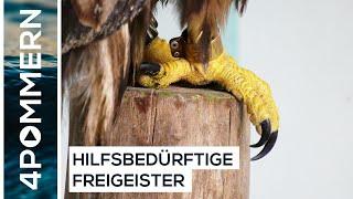 Vogelauffangstation im Tiepark Greifswald – Seeadler wieder frei | Greifswald TV