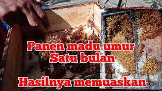 Panen madu clypearis, umur satu bulan, lihat hasilnya, #emy petualang