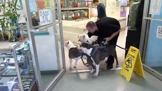 3 Pit Bulls in a Pet Store! ** MUST WATCH**