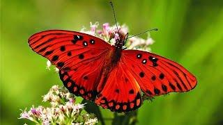 Butterfly classification | Do you know