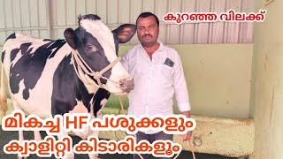 ഏറ്റവും മികച്ച HF പശുക്കളും കിടാരികളും കുറഞ്ഞ വിലയിൽ കൃഷ്ണഗിരിയിൽ| krishnagiri HF cow sales