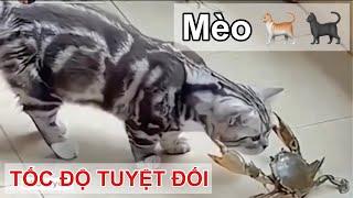 Tốc độ tuyệt đối của loài Mèo  Speed of Cat  Relax Funny Clip