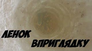 Ловля ленка вприглядку. Рыбачим на ручье весной. Рыбалка со льда весной.  Поклёвки крупным планом.