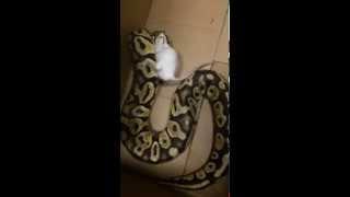 Python Eats Mice